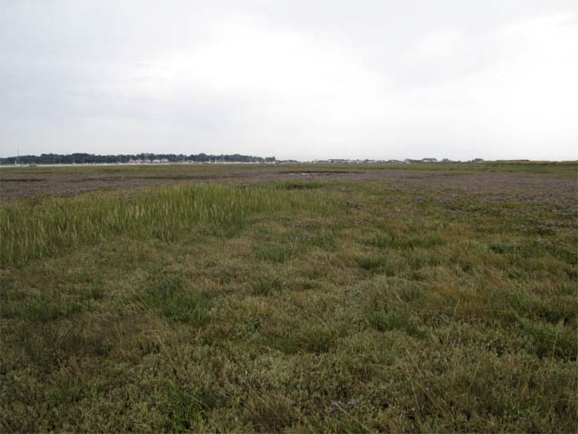 saltmarsh