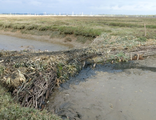 Falkenham Saltmarsh Tidal Management Scheme