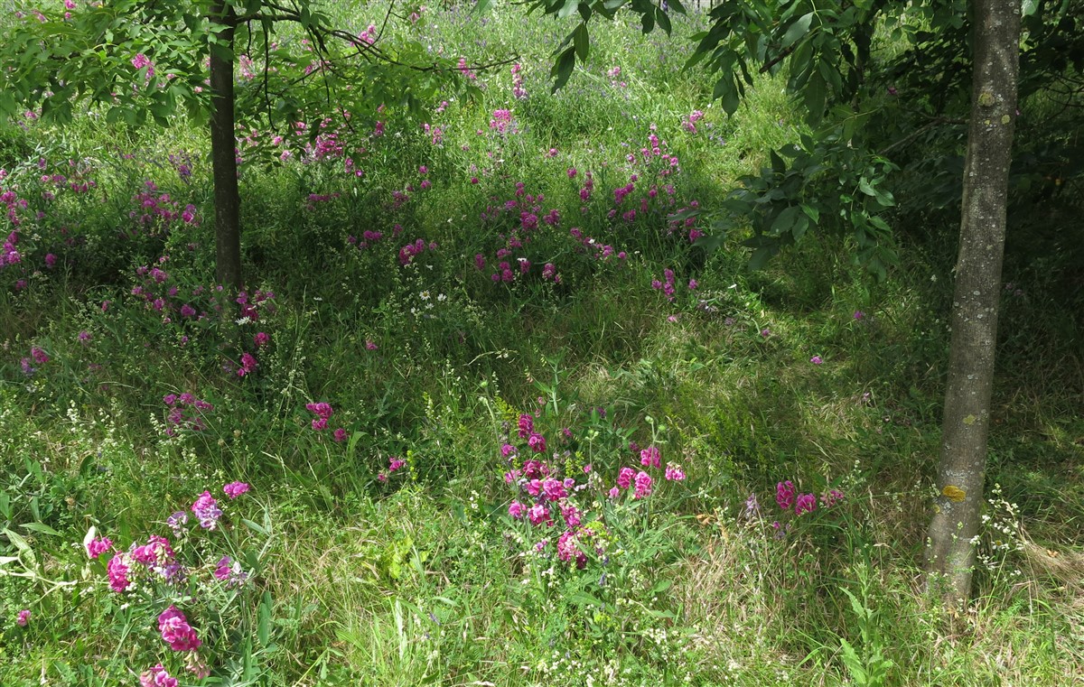 Limmo Ecology Park