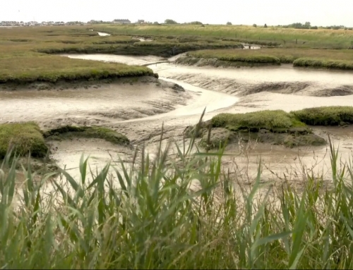 Saltmarsh management work at Falkeham Marsh